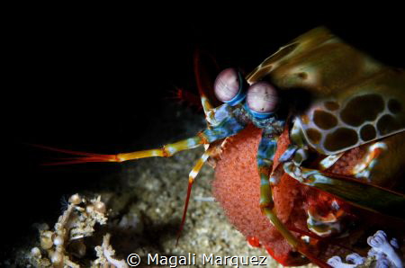 Peacock Mantis Shrimp carrying Eggs
Nikon D7200 
Sea&Se... by Magali Marquez 