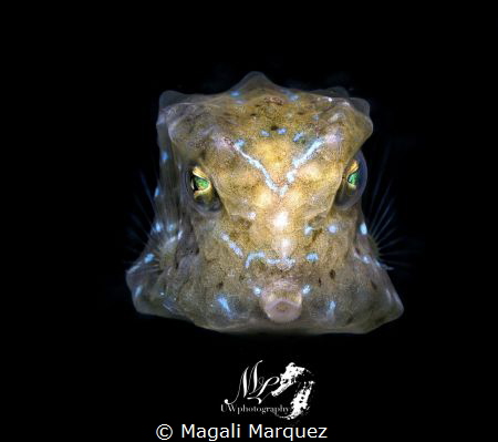 Juvenile yellow boxfish 
With Retra snoot 
F16.0 1/250 ... by Magali Marquez 