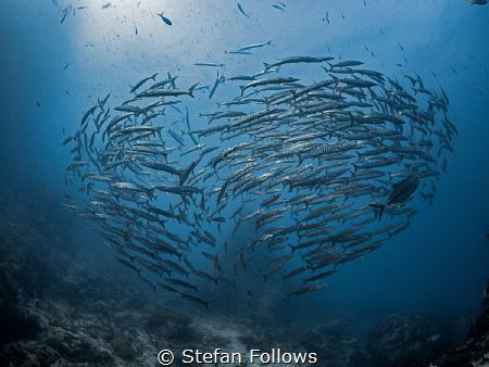 nu·cle·us

Chevron Barracuda - Sphyraena qenie

Sail ... by Stefan Follows 