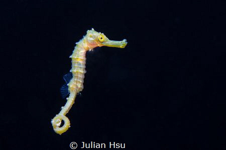 Juvenile seahorse by Julian Hsu 