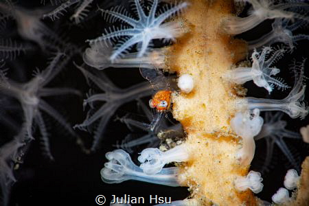 Transluent Gorgonian Shrimp by Julian Hsu 