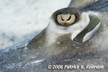 Full-frame macro of a Southern Stingray eye. The iris loo... by Patrick Reardon 