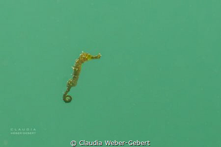 Ninja Baby Seahorse - a tiny hero in the big lagoon by Claudia Weber-Gebert 