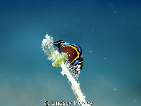 Leech Aglaja with Eggs by Lindsey Mobley 