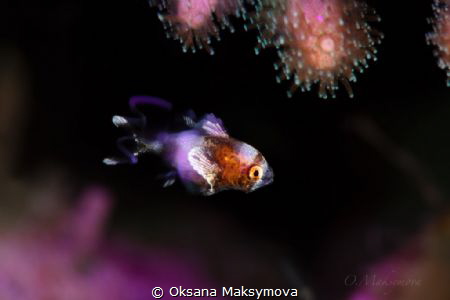 Juvenile Harlequin Sweet Lips (Plectorhinchus chaetodonoi... by Oksana Maksymova 