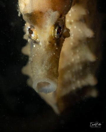 Shortnose seahorse, rather rare in the dutch waters. by Eduard Bello 