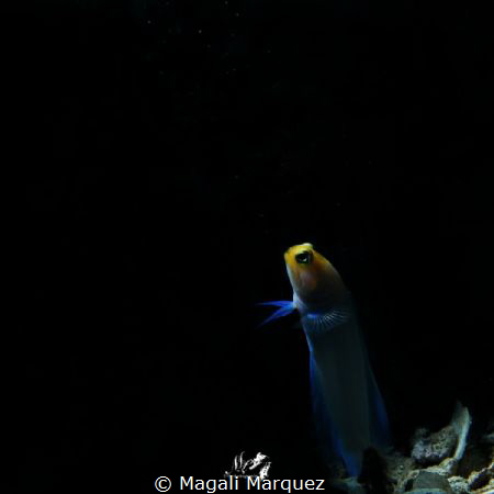 Yellowhead Jawfish(opistognathus aurifrons) with Retra sn... by Magali Marquez 