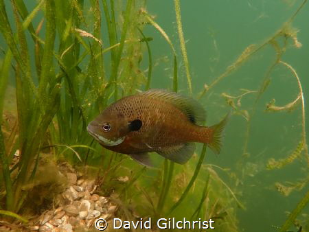 Male Bluegill Sunfish clear an area of the bottom for a n... by David Gilchrist 