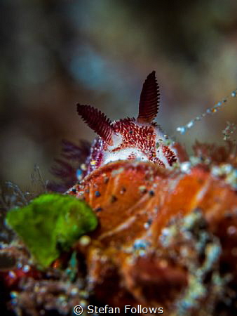 Hide and Seek

Nudibranch - Jorunna funebris

Bali, I... by Stefan Follows 