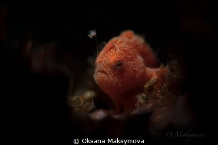 Tiny frogfish  (Antennarius pictus) by Oksana Maksymova 