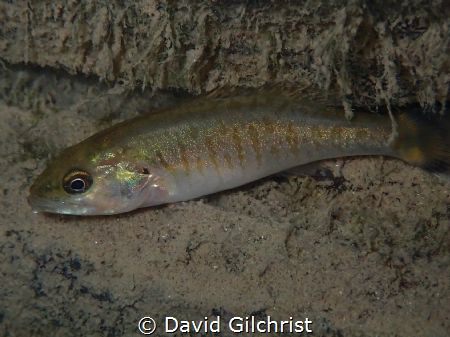 A juvenile bass in the Lower Niagara River. by David Gilchrist 
