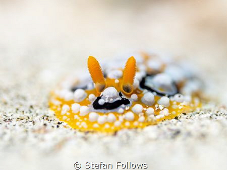 Squirmer

Nudibranc - Phyllidia ocellata

Bali, Indon... by Stefan Follows 