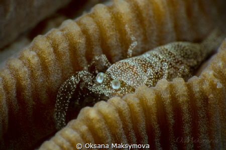 Scorpion shrimp (Metapontonia scorpio symbiotic with cora... by Oksana Maksymova 