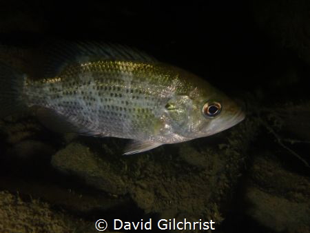 A frequently seen fish in fresh waters, this Rock Bass wa... by David Gilchrist 