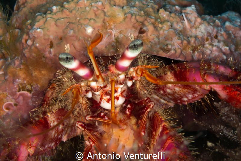 Hermit crab
(Canon macro 60mm,1/200,f/18,iso200) by Antonio Venturelli 