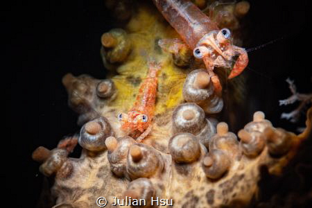 Basket star shrimp by Julian Hsu 