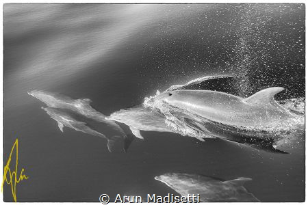spotted dolphin riding the bow wave by Arun Madisetti 