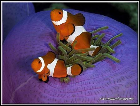 The last of the lucky clown fish series!!! by Yves Antoniazzo 