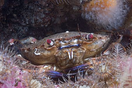 Velvet swimming crab in anemone's.
Isle of Lewis. Scotla... by Derek Haslam 