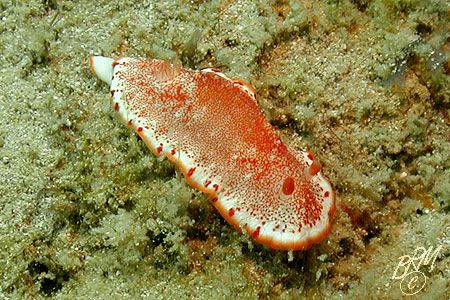 Chromodoris reticulata I think, but then again it could j... by Brian Mayes 