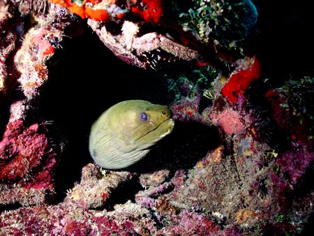 A very curious Moray. This photo was taken in Roatan. I u... by Steven Anderson 