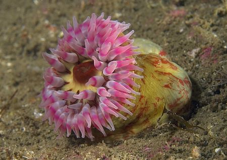 Dahlia anemone.
Isle of Lewis, Hebrides.
D200, 60mm. by Mark Thomas 