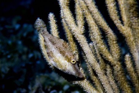 Camouflaged juvenile Slender Filefish on Bloody Bay of Li... by Allan Vandeford 