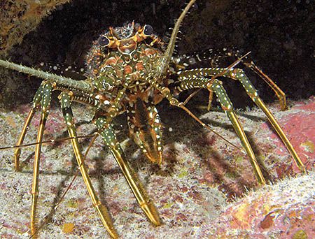 Spotted Spiny Lobster, one of the few that's been spotted... by Jim Chambers 