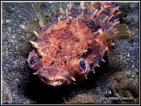 I’m a poor little puffer fish!!! C5050 Lembeh by Yves Antoniazzo 
