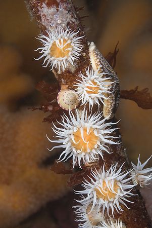 Anemones on kelp stem. Isle of Lewis.
Scotland. D200,60mm. by Derek Haslam 