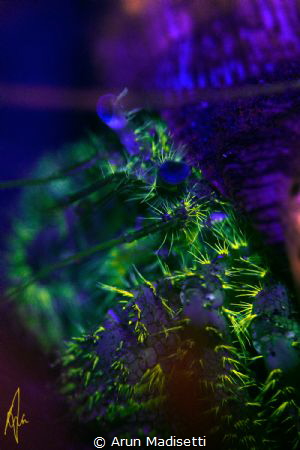Star eye hermit under fluorescent light by Arun Madisetti 