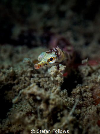 'Where there's muck there's brass'

Banded pipefish - D... by Stefan Follows 