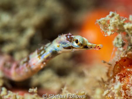 Feeling Cute ... !

Banded pipefish - Dunckerocampus da... by Stefan Follows 