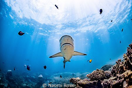 A Grey Reef Shark swims over one of the only known cleani... by Naomi Rose 