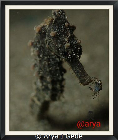 when i take a picture of a sea horse am not notif to get ... by Arya I Gede 