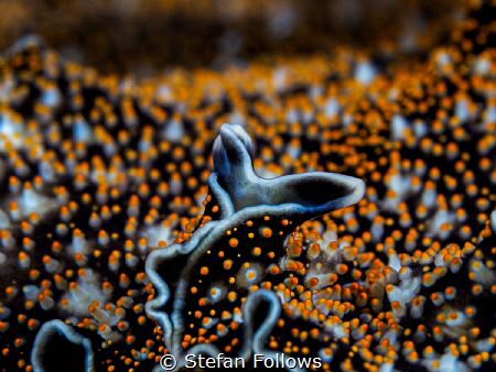 Even After All

Spotted Black Flatworm - Acanthozoon sp... by Stefan Follows 