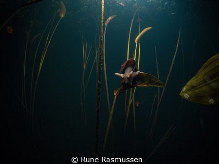 snail living in fresh water swamp :d ice cold to capture ... by Rune Rasmussen 