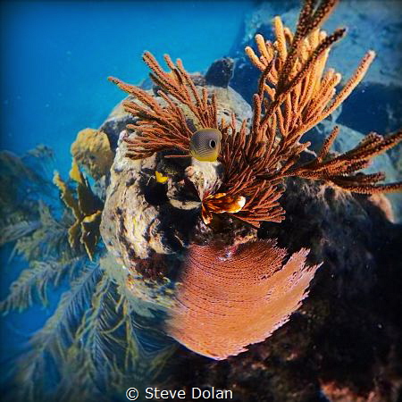 “Looking down” taken at Coki beach St. Thomas USVI with O... by Steve Dolan 