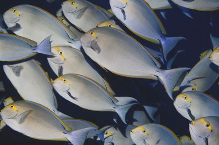Surgeon Fish, Wakatobi house reef, 2005, Nikkor 60mm. by Chris Wildblood 