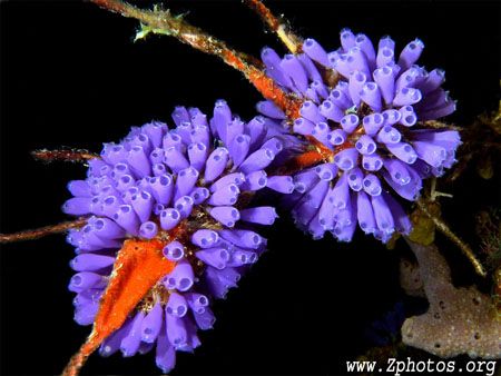 There is a huge abundance of blue bell tunicates in Hondu... by Zaid Fadul 
