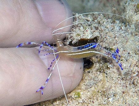 Manicure, anyone? Pederson Cleaner Shrimp taken with Niko... by Jim Chambers 