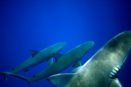 Three Deep. I shot these Galapagos sharks from the (relat... by Mathew Cook 
