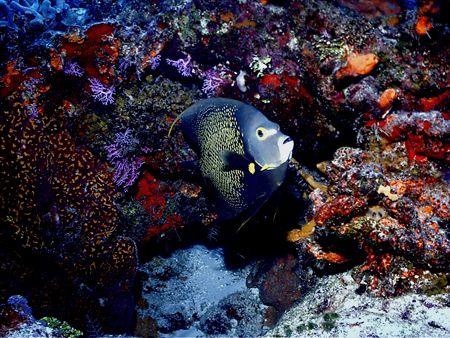 This French Angelfish kept a watchful eye as we approache... by Steven Anderson 