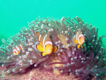 Clowfish in their anenomies. by Alex Dorward 