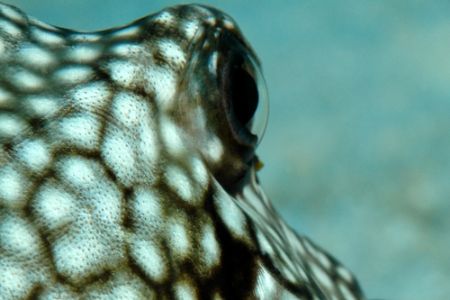 Trunkfish cornea, viewed from behind. Grand Cayman. by David Heidemann 