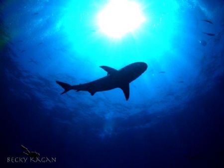 solo shark...took this in Nassau bahamas by Becky Kagan 