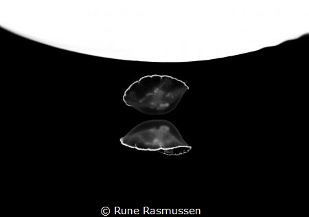 moon jelly reflecting itself in the surface of  the danis... by Rune Rasmussen 