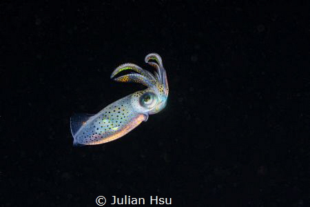 Juvenile squid by Julian Hsu 