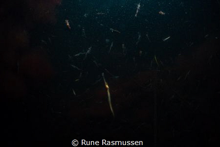 pipe fish having shrimp tonight by Rune Rasmussen 