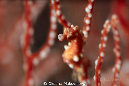 Denise's pygmy seahorse (Hippocampus denise)  by Oksana Maksymova 